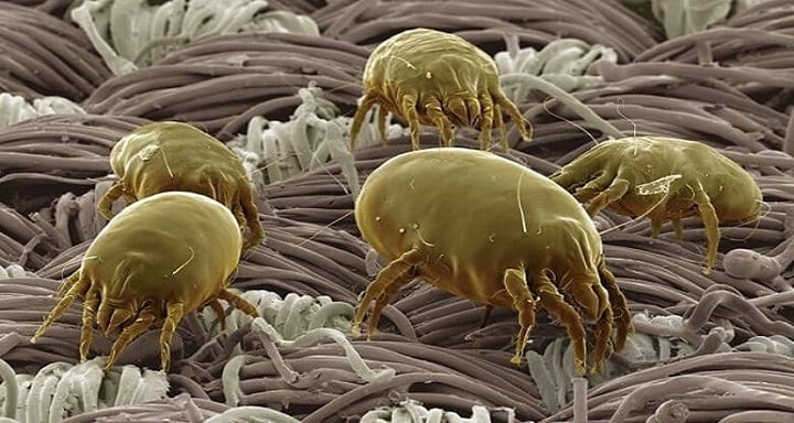 Dust Mites: What They Are & How to Prevent Them - Ultra Fresh